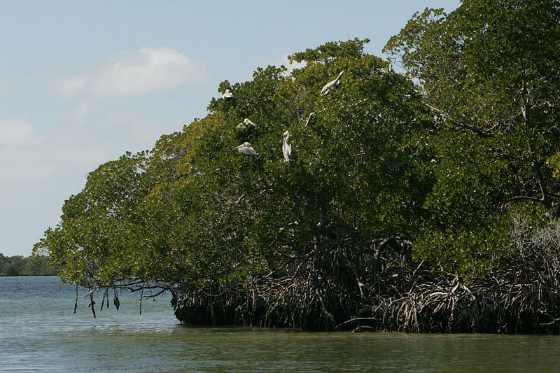 File:Brown pelicans in mangrove trees (8427148774).jpg