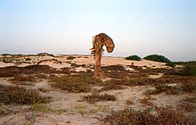 Boa Vista landscape Bubista.jpg