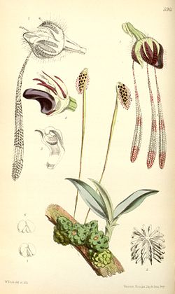 Bulbophyllum lemniscatum (spilleled Bolbophyllum lemniscatum) - Curtis' 98 (Ser. 
 3 no. 
 28) pl. 
 5961 (1872). 
 jpg