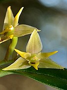 Bulbophyllum sasakii