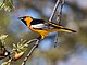 Bullock's Oriole.jpg