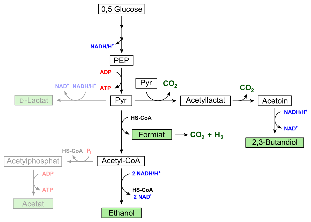 Лактат ацетат. Гликолиз схема. Лактат анион. Гликолиз цикл Кребса окислительное фосфорилирование. Бутандиол 2.3.