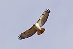 Thumbnail for Eastern red-tailed hawk