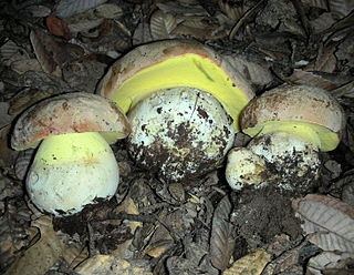 <i>Butyriboletus persolidus</i> Species of fungus