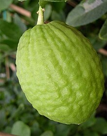 Corsican citron Cedrat.jpg