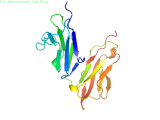 CD32 surface receptor protein