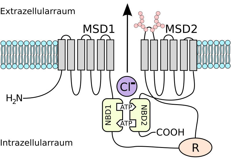 File:CFTR protein structure scheme 02.svg