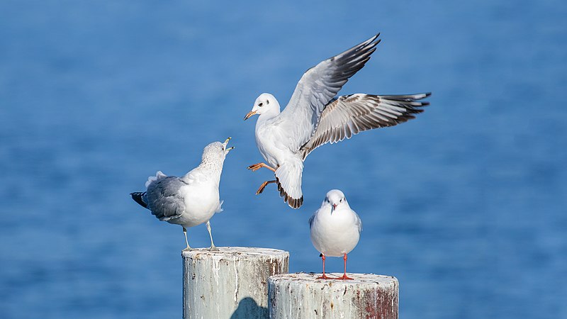 File:CH.GE.Geneva 2008-01-01 Gulls 51 16x9-R 3840x2160.jpg