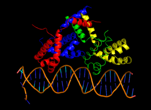 CII DNA.png