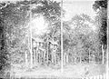 COLLECTIE TROPENMUSEUM Geestenhuisjes en beschermbeelden bij Poelang Pisau aan de Kahajan-rivier te Borneo TMnr 10001018.jpg