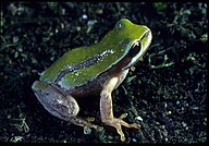 State Amphibian of Jamaica