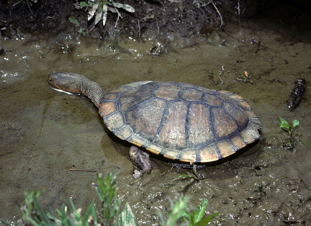 CSIRO ScienceImage 7775 Eastern Snakenecked Turtle.jpg