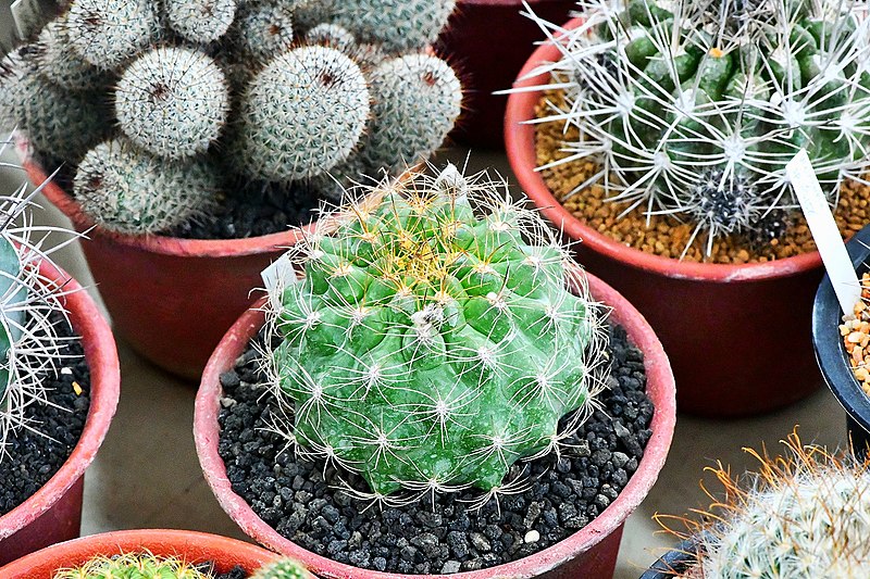 File:Cactaceae-Cactus in Thailand by Trisorn Triboon 4.JPG