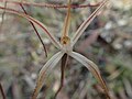 Caladenia microchila