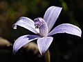 Caladenia sericea