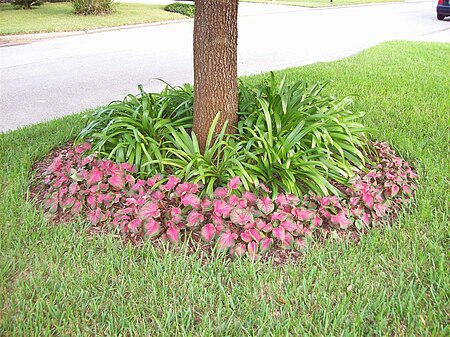 Caladium Sweetheart Bed.JPG