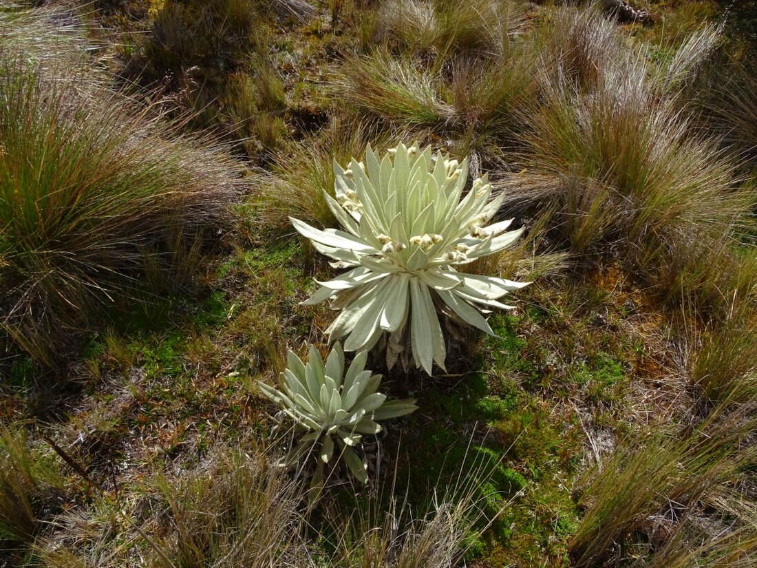 Paramochloa