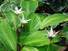 Calathea loeseneri.JPG