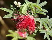 Calliandra californica