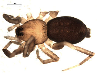 <i>Callilepis pluto</i> Species of spider