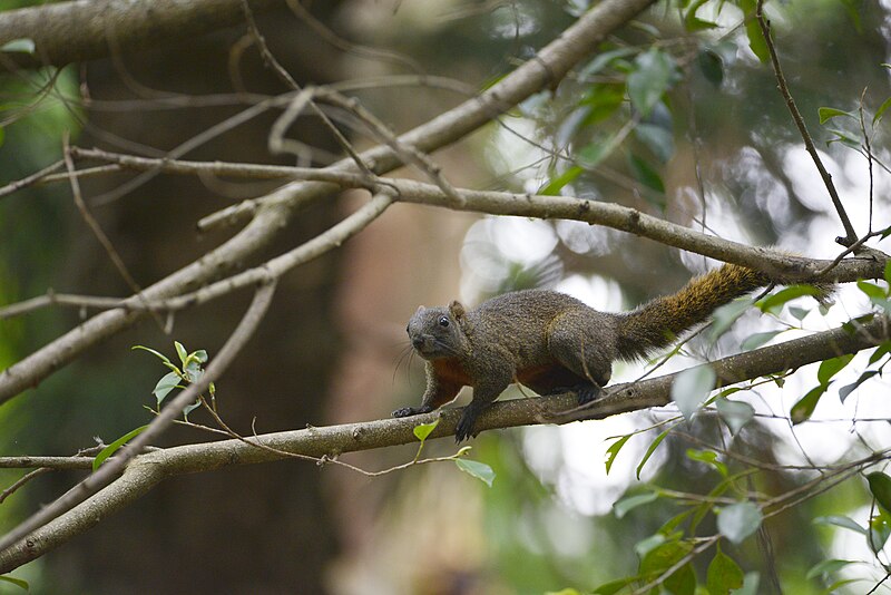 File:Callosciurus erythraeus thaiwanensis (34310737584).jpg