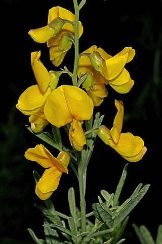 <i>Calobota</i> Genus of legumes