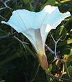 March 24: the morning glory flower Calystegia felix