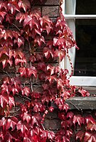 Ivy growing over the walls of the University of Cambridge, UK