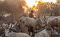 * Nomination Cattle camp of the Mundari tribe, Terekeka, South Sudan --Poco a poco 12:15, 11 May 2024 (UTC) * Promotion  Support Good quality. --Lrkrol 18:33, 11 May 2024 (UTC)