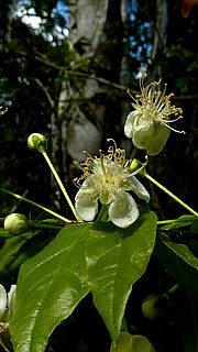 <i>Campomanesia aromatica</i> Species of flowering plant