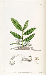 Miniatura para Campylocentrum micranthum