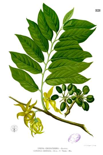 Ylang-ylang