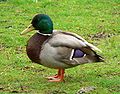die Ente – le canard
