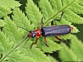 Cantharis pellucida Fabricius, 1792