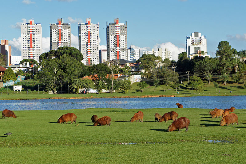 Ficheiro:Capivaras Parque Barigui 05 2015 CWB 3469.JPG