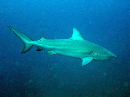 Австралийская акула. Пресноводные акулы Никарагуа. Carcharhinus Sorrah. Carcharhinus leucas. Булл Шарк.