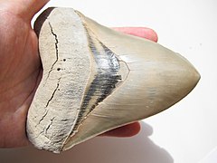 Dente megalodon di Carcharocles