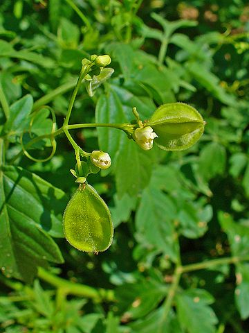 Flower and development of fruits