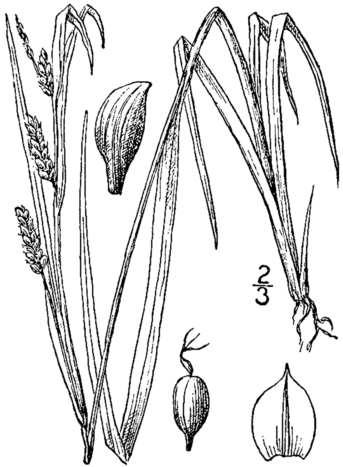 ragi plant clipart image