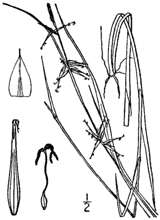 <i>Carex collinsii</i> Species of grass-like plant