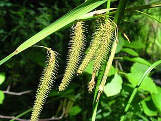 <i>Carex crinita</i> Species of plant in the genus Carex