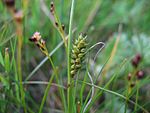 Carex distans weibl.jpeg