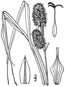 Carex squarrosa BB-1913.png