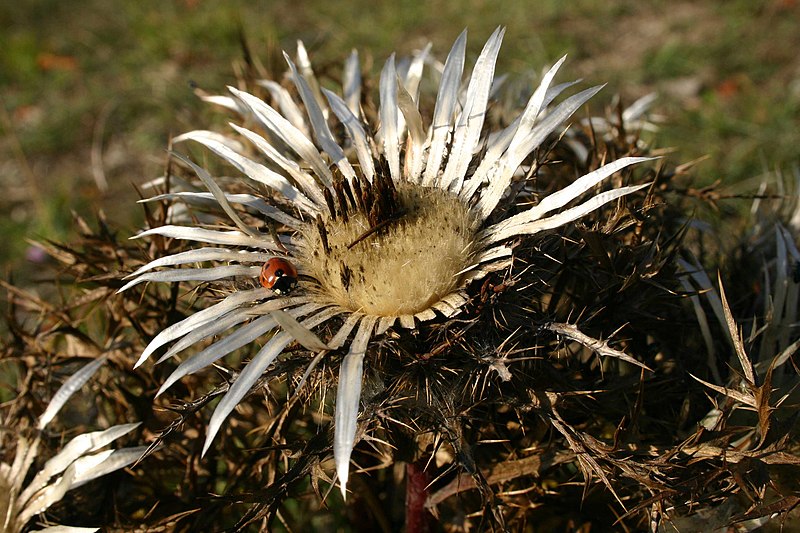 File:Carlina acaulis autumn.jpg