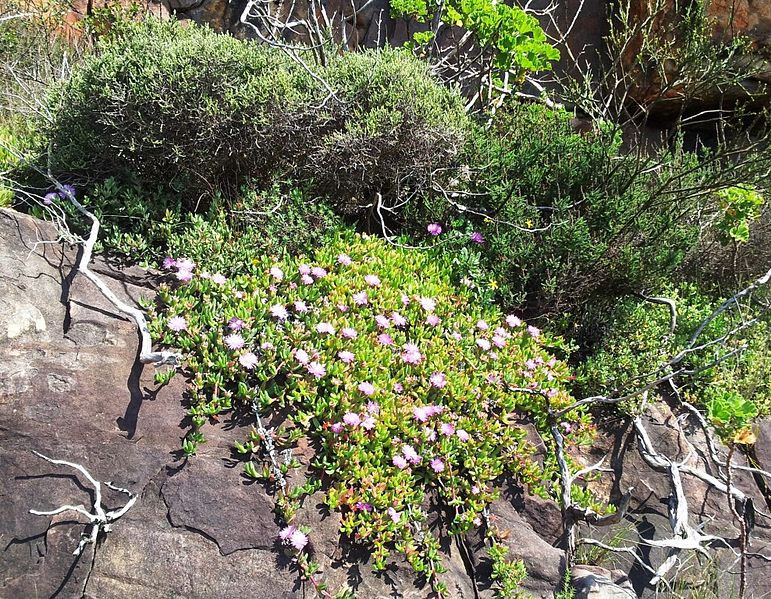 File:Carpobrotus - vygie - Devils Peak - Cape Town 2 - Copy.jpg