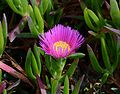 * Nomination Flower and leaves of a Hottentot Fig -- Alvesgaspar 17:01, 26 November 2014 (UTC) * Promotion Good quality. --Hubertl 18:11, 26 November 2014 (UTC)