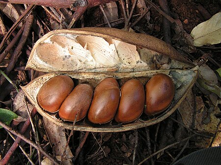 Tập_tin:Castanospermum_australe_(Black_Bean).jpg