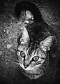 Cat in black and white.jpg