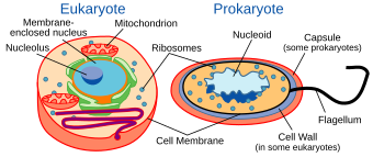 Eukaryote versus prokaryote Celltypes.svg