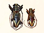 Thumbnail for Pelargoderus rubropunctatus